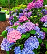 Hortensia 'L.A. Dreamin®' 6 Hortensia 'L.A. Dreamin®' – Bild 6
