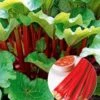 Doordragende Rabarber 'Livingstone'