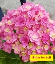 Vijf Kleuren Hortensia 'Together®' 3 Vijf Kleuren Hortensia 'Together®' – Bild 3
