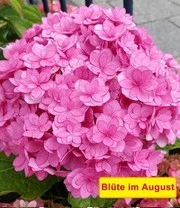 Vijf Kleuren Hortensia 'Together®' 4 Vijf Kleuren Hortensia 'Together®' – Bild 4