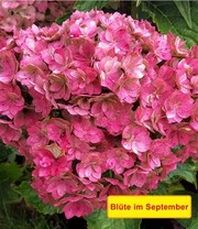 Vijf Kleuren Hortensia 'Together®' 5 Vijf Kleuren Hortensia 'Together®' – Bild 5