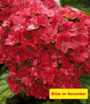 Vijf Kleuren Hortensia 'Together®' 6 Vijf Kleuren Hortensia 'Together®' – Bild 6