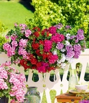 Geranium Mix 'Big 5' 3 Geranium Mix 'Big 5' – Bild 3