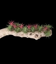 Tillandsia Collectie 3 Tillandsia Collectie – Bild 3