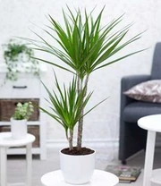 Dracena 'Marginata' Ca. 70-80 Cm Hoog