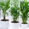 Kamerpalmen Set