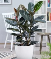 Kamerplanten Collectie 'XXL' Ca. 60-90 Cm Hoog 3 Kamerplanten Collectie 'XXL' Ca. 60-90 Cm Hoog – Bild 3