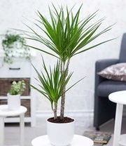 Kamerplanten Collectie 'XXL' Ca. 60-90 Cm Hoog 4 Kamerplanten Collectie 'XXL' Ca. 60-90 Cm Hoog – Bild 4