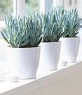 Senecio Aquarine® 'Mount Everest' 3 Senecio Aquarine® 'Mount Everest' – Bild 3