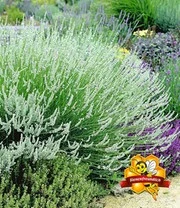 Winterharde Vaste Planten 'elegant In Wit' 3 Winterharde Vaste Planten 'elegant In Wit' – Bild 3