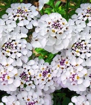 Winterharde Vaste Planten 'elegant In Wit' 5 Winterharde Vaste Planten 'elegant In Wit' – Bild 5