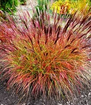 Onderhoudsvriendelijke Siergras Collectie 3 Onderhoudsvriendelijke Siergras Collectie – Bild 3