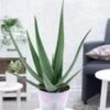XXL Aloë Vera, 55-65 Cm Hoog