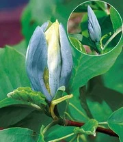 Magnolia Collectie Voor Een Voordeelprijs 3 Magnolia Collectie Voor Een Voordeelprijs – Bild 3