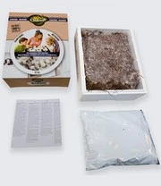 Kastanjechampignons (kweekset) 3 Kastanjechampignons (kweekset) – Bild 3