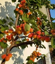 Zuilabrikoos 'Armi-Col®' 3 Zuilabrikoos 'Armi-Col®' – Bild 3