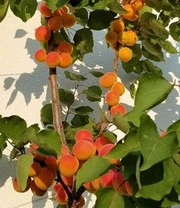 Zuilabrikoos 'Armi-Col®' 4 Zuilabrikoos 'Armi-Col®' – Bild 4