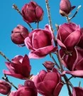 Magnolia 'Genie® '