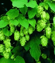 Klimplanten Collectie 3 Klimplanten Collectie – Bild 3