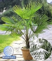 Winterharde Palmen Collectie 3 Winterharde Palmen Collectie – Bild 3