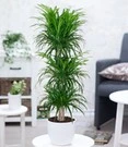 Dracena Reflexa '3 Etages' Ca. 120-130 Cm Hoog