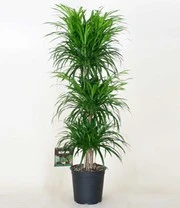 Dracena Reflexa '3 Etages' Ca. 120-130 Cm Hoog 3 Dracena Reflexa '3 Etages' Ca. 120-130 Cm Hoog – Bild 3