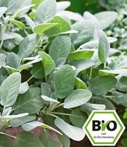 Plantencollectie Voor Verhoogde Kweekbakken 'BIO Kruiden' 3 Plantencollectie Voor Verhoogde Kweekbakken 'BIO Kruiden' – Bild 3