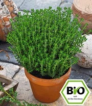 Plantencollectie Voor Verhoogde Kweekbakken 'BIO Kruiden' 4 Plantencollectie Voor Verhoogde Kweekbakken 'BIO Kruiden' – Bild 4