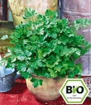 Plantencollectie Voor Verhoogde Kweekbakken 'BIO Kruiden' 5 Plantencollectie Voor Verhoogde Kweekbakken 'BIO Kruiden' – Bild 5