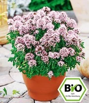 Plantencollectie Voor Verhoogde Kweekbakken 'BIO Kruiden' 7 Plantencollectie Voor Verhoogde Kweekbakken 'BIO Kruiden' – Bild 7