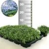 Isotoma 'Blue Foot®' 50 Stuks, Stevige Bodembedekker, Gazonvervanging