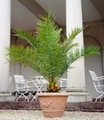 Canarische Dadelpalm
