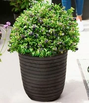 Bosbes Haag 'BERRYBUX®' 3 Bosbes Haag 'BERRYBUX®' – Bild 3