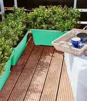 Bosbes Haag 'BERRYBUX®' 5 Bosbes Haag 'BERRYBUX®' – Bild 5