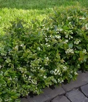 Bosbes Haag 'BERRYBUX®' 6 Bosbes Haag 'BERRYBUX®' – Bild 6