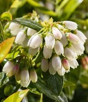 Bosbes Haag 'BERRYBUX®' 7 Bosbes Haag 'BERRYBUX®' – Bild 7