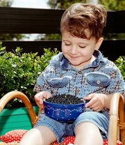 Bosbes Haag 'BERRYBUX®' 8 Bosbes Haag 'BERRYBUX®' – Bild 8