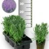 Blauwe Lavendel 50 Stuks