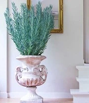 Senecio Aquarine® 'Mount Everest' 4 Senecio Aquarine® 'Mount Everest' – Bild 4