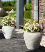 Rododendron 'Nugget By Bloombux®' 3 Rododendron 'Nugget By Bloombux®' – Bild 3