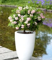 Rododendron 'Nugget By Bloombux®' 5 Rododendron 'Nugget By Bloombux®' – Bild 5