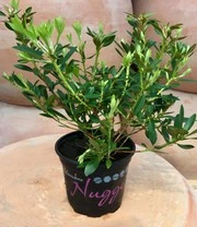 Rododendron 'Nugget By Bloombux®' 6 Rododendron 'Nugget By Bloombux®' – Bild 6