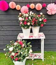 Winterharde Camelia 'Festival Tricolor' 3 Winterharde Camelia 'Festival Tricolor' – Bild 3