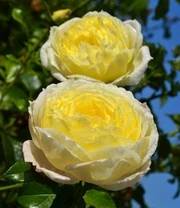 Klimroos 'Amnesty International®' 3 Klimroos 'Amnesty International®' – Bild 3