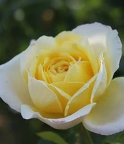 Klimroos 'Amnesty International®' 4 Klimroos 'Amnesty International®' – Bild 4