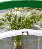 Winterbeschermingstent 'Arctic' 3 Winterbeschermingstent 'Arctic' – Bild 3