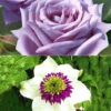 Set Clematis 'Florida Sieboldii' & Parfumroos 'Mamy Blue®'