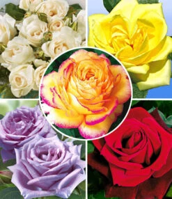 Collectie 'Parfumrozen'