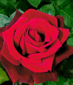 Collectie 'Parfumrozen' 8 Collectie 'Parfumrozen' -Planten Verkaufsgeschäft 8973064634398