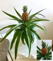 Kamerplanten Collectie 'Zuidzee' 3 Kamerplanten Collectie 'Zuidzee' – Bild 3